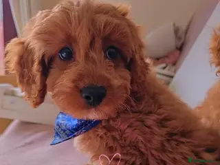 Cavapoo dogs Heart melting Cavapoo boy!! - Advert 1