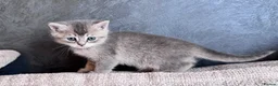 British Shorthair cats for sale: Beautiful British Shorthair Kittens Blue Eyes - Advert 9
