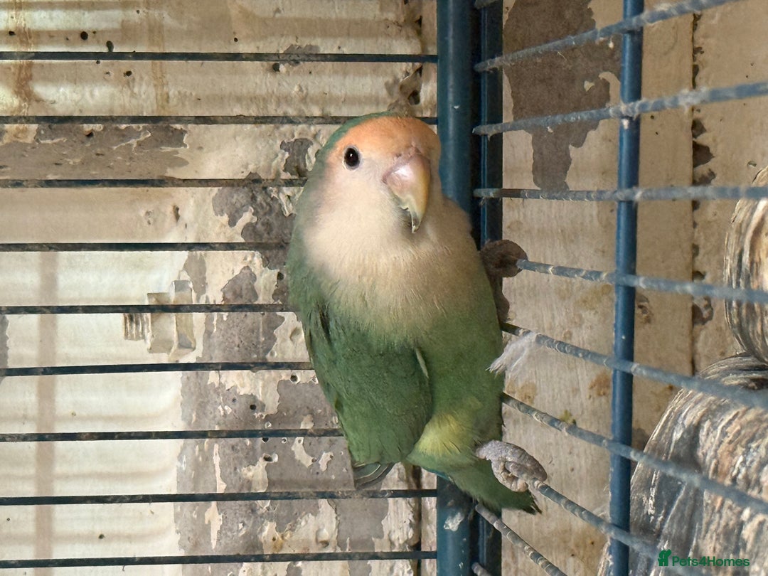 Lovebirds birds for sale: Lovebirds for sale  - Image 6
