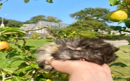 Guinea Pig rodents for sale: Long haired Guinea Pigs For Sale - Image 17