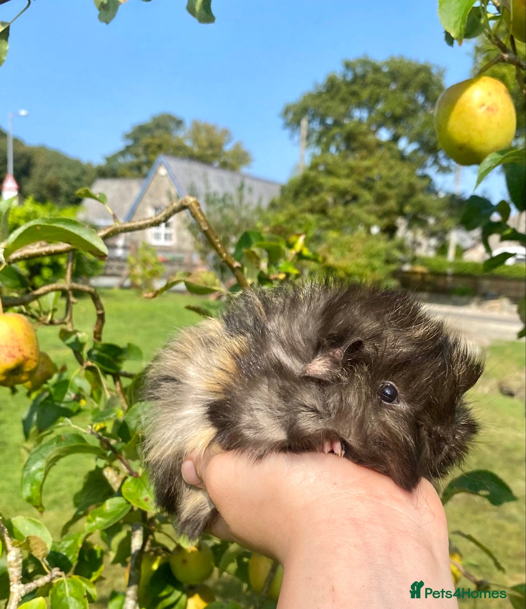 Guinea Pig rodents for sale: Long haired Guinea Pigs For Sale - Image 17