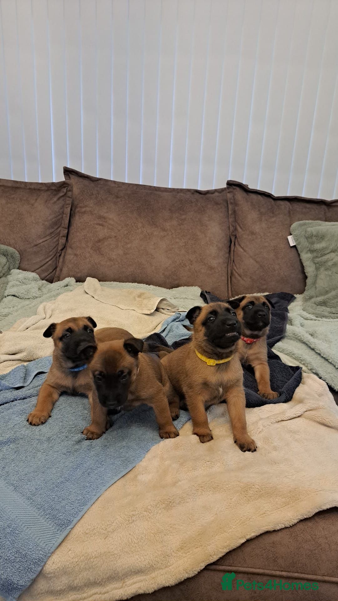 Belgian Shepherd Dog dogs Big chunky Belgian malinois pups for sale - Advert 10
