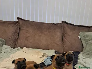 Belgian Shepherd Dog dogs Big chunky Belgian malinois pups for sale - Advert 10