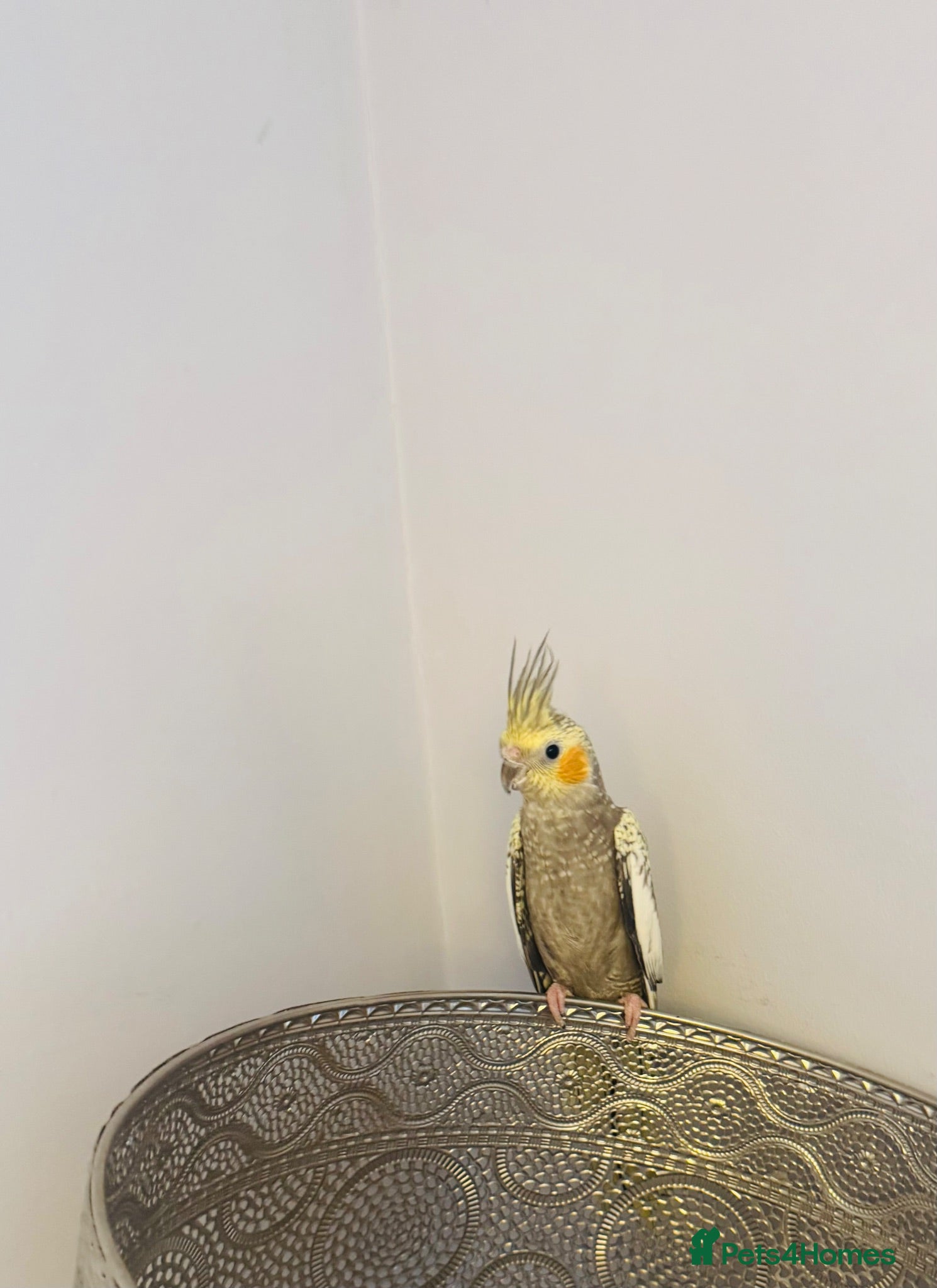 Cockatiels birds Male cockatiel with cage  - Advert 1