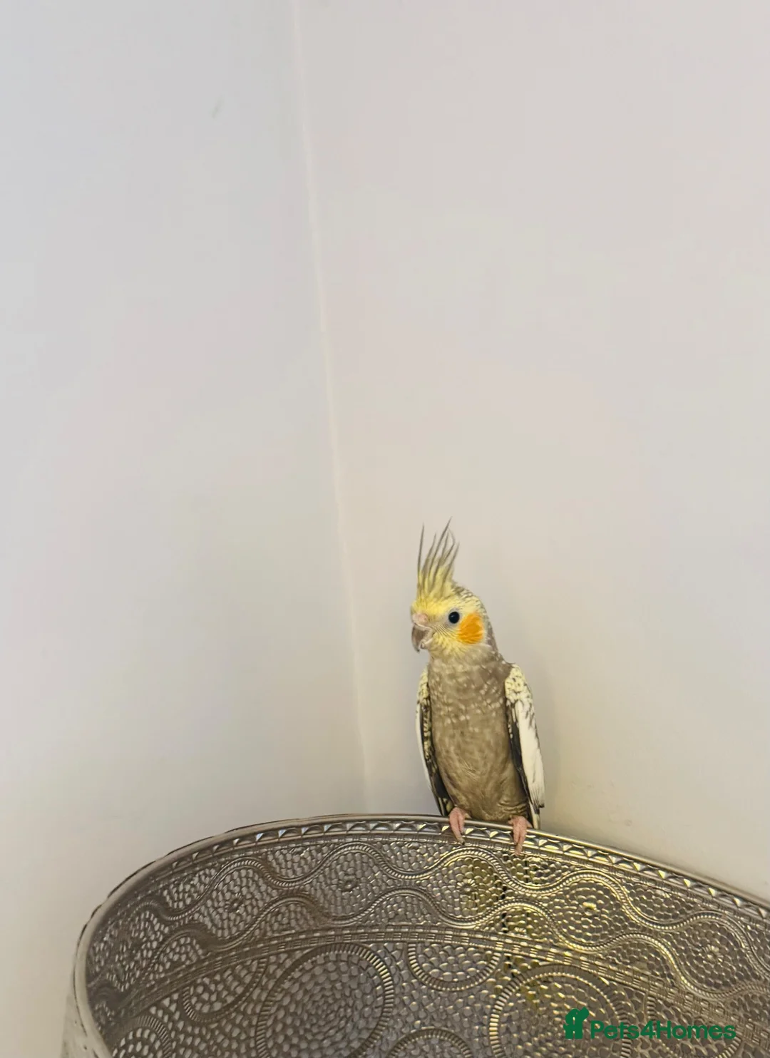 Cockatiels birds for sale: Male cockatiel with cage  - Advert 1