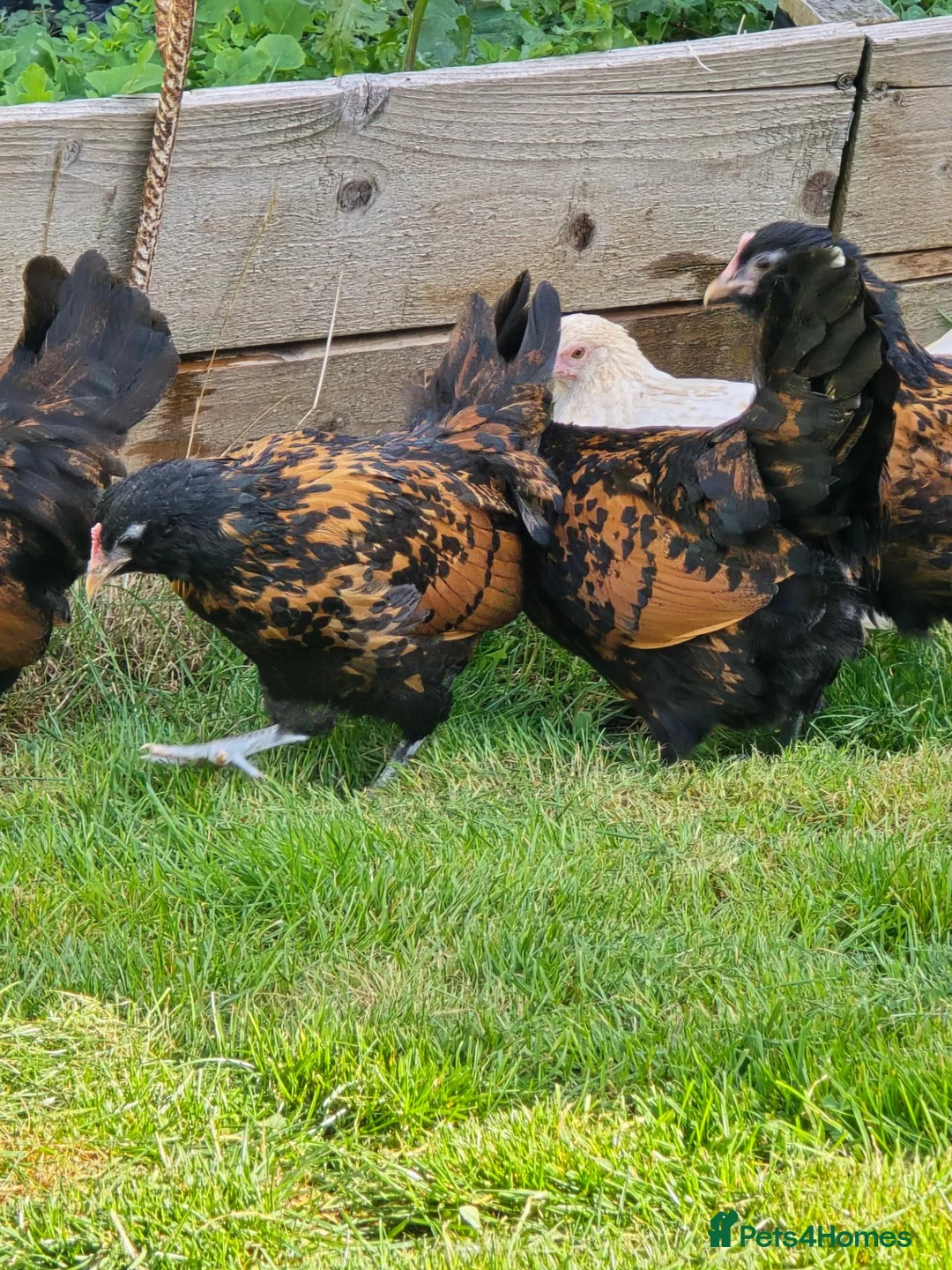 Chickens poultry for sale: Gold Spangled Thuringian bantam pullets  - Advert 7