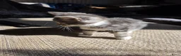 Mixed Breed cats for sale: 2 gorgeous bengal/tabby boys - Advert 4