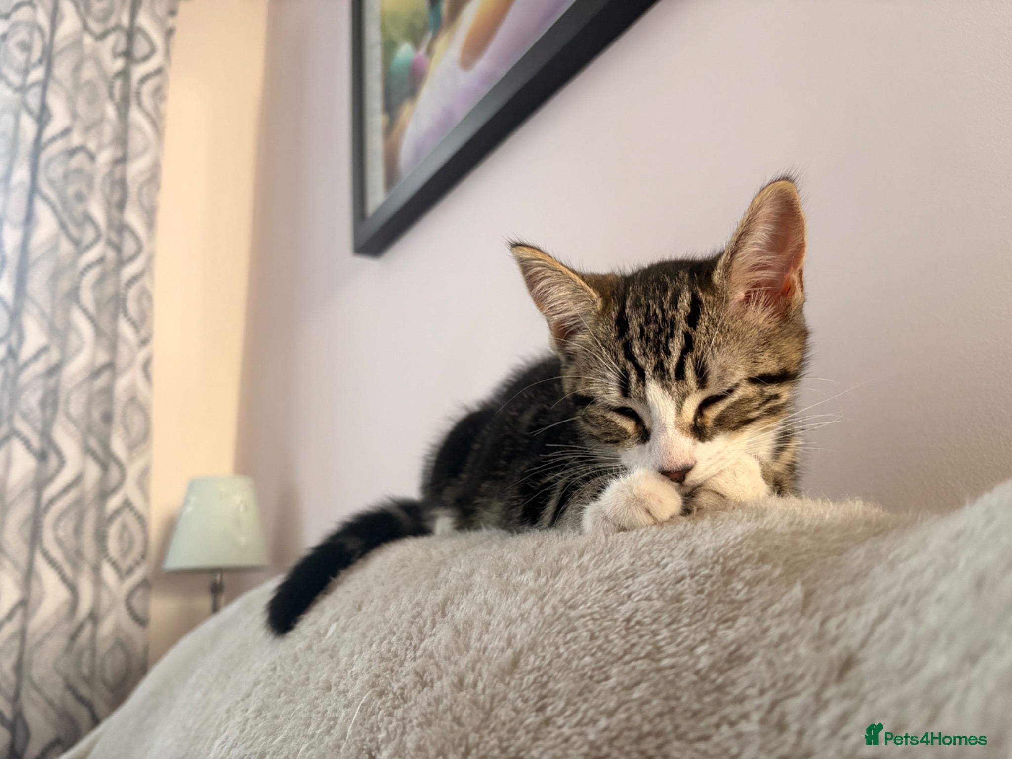 Mixed Breed cats 2 reserved 2 available £100 each - Advert 18