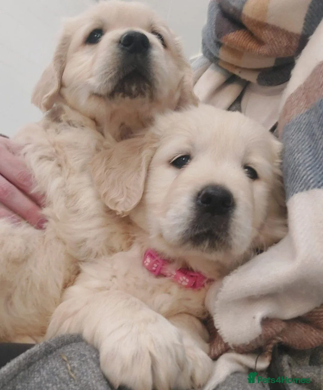 Golden Retriever dogs for sale: GOLDEN RETRIEVER PUPPIES READY in Hyde - Advert 2