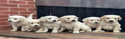 Golden Retriever dogs for sale: *OUTSTANDING* Golden Retriever Puppies  - Advert 8
