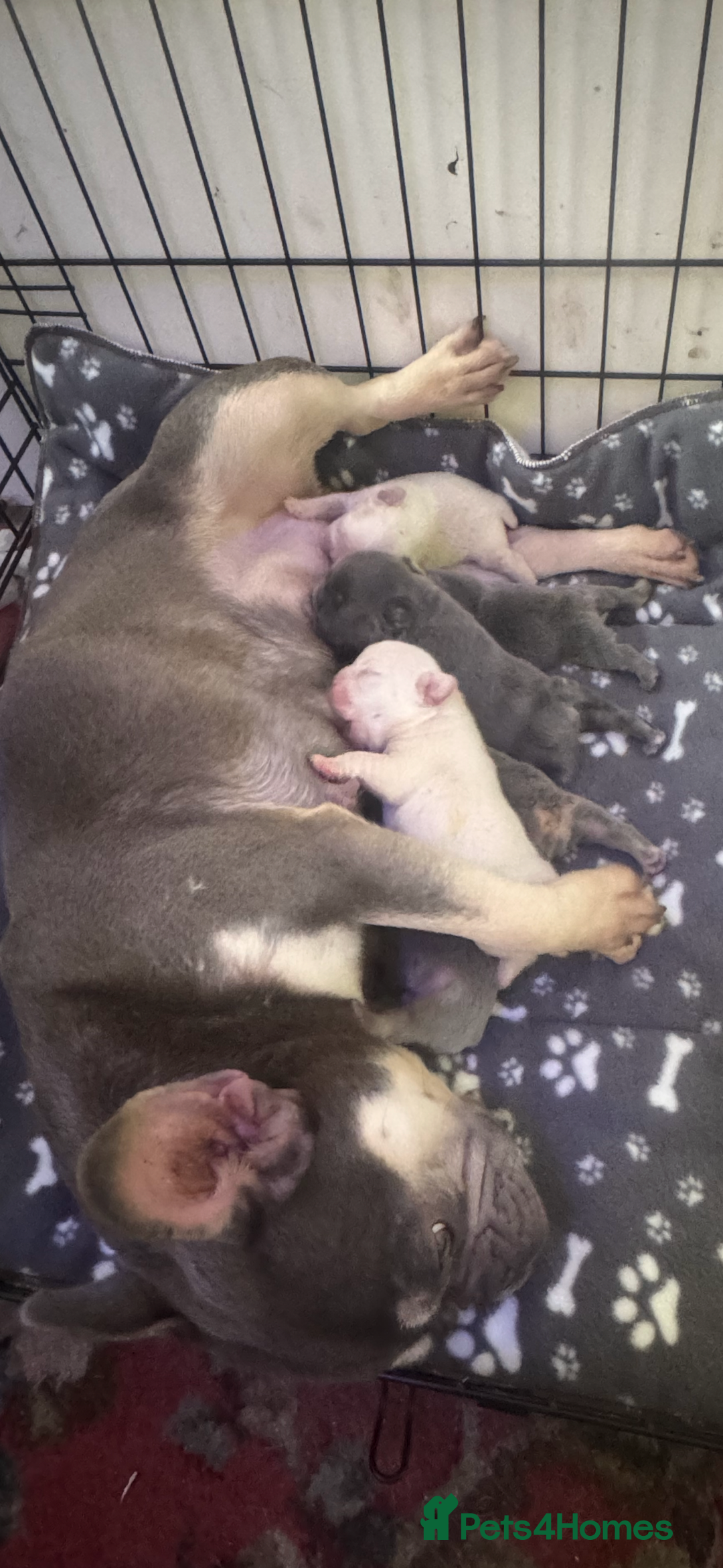 French Bulldog dogs for sale: Beautiful fluffy/ fluffy carrier Frenchie pups  - Image 33