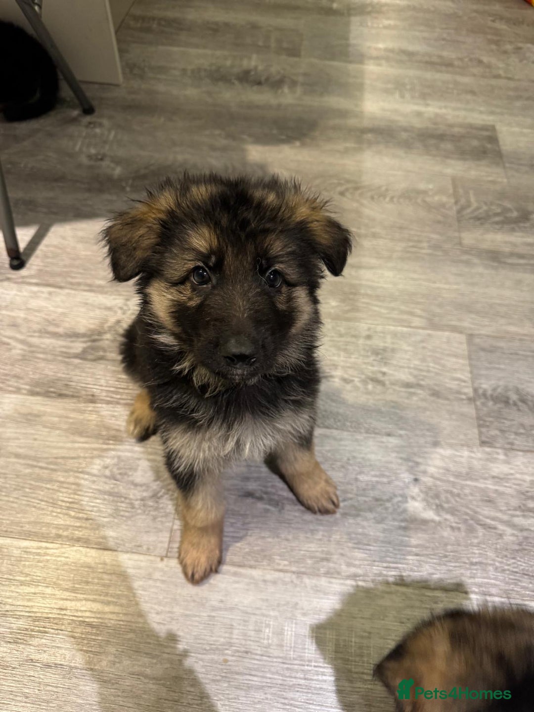 German Shepherd dogs for sale: german shepherd puppies full pedigree  - Advert 1