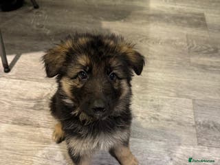 German Shepherd dogs german shepherd puppies full pedigree - Advert 1