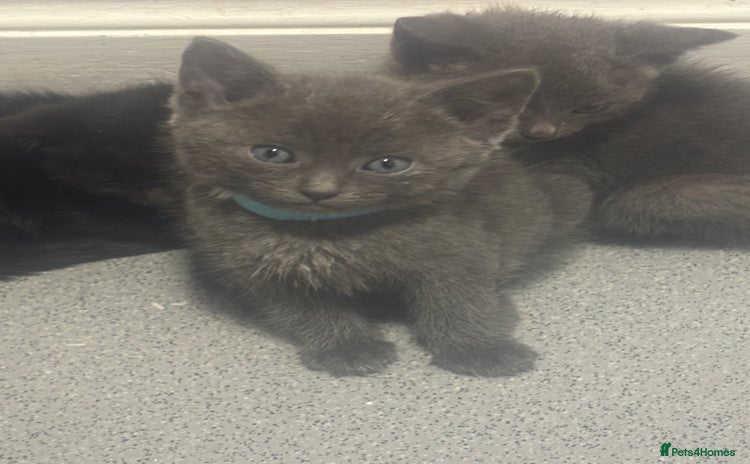 Russian Blue cats - Advert 2