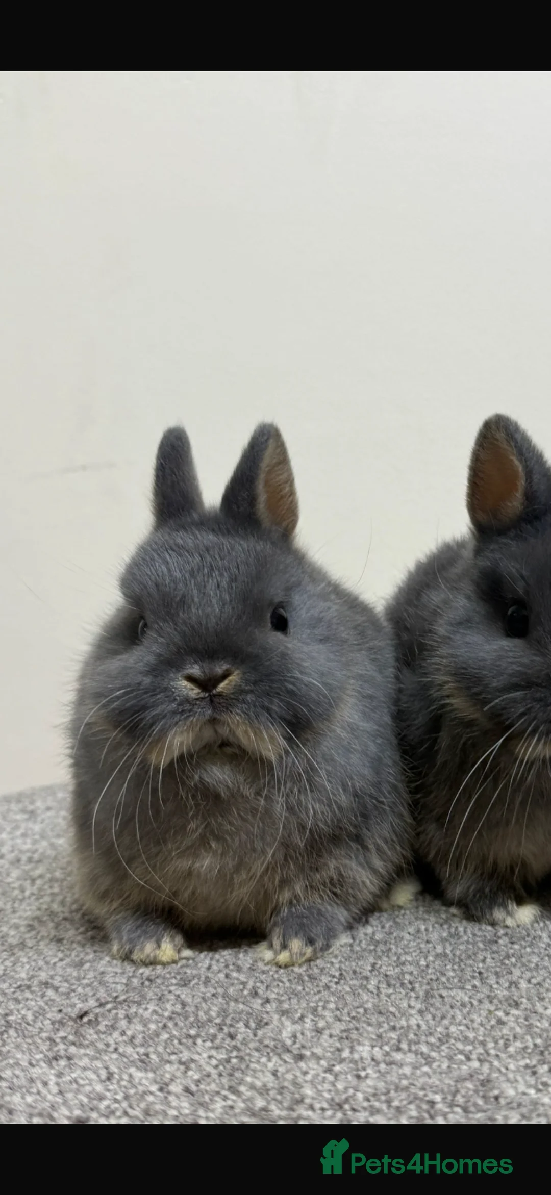 Netherland Dwarf rabbits for sale: Blue Otter Netherland Dwarf - Advert 3