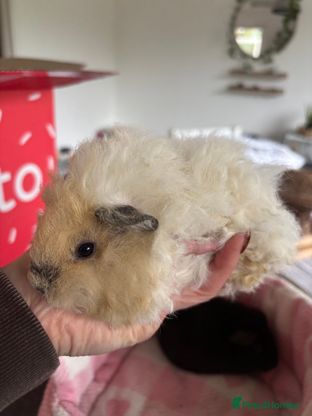Guinea Pig rodents for sale: Alpaca sow  - Image 3