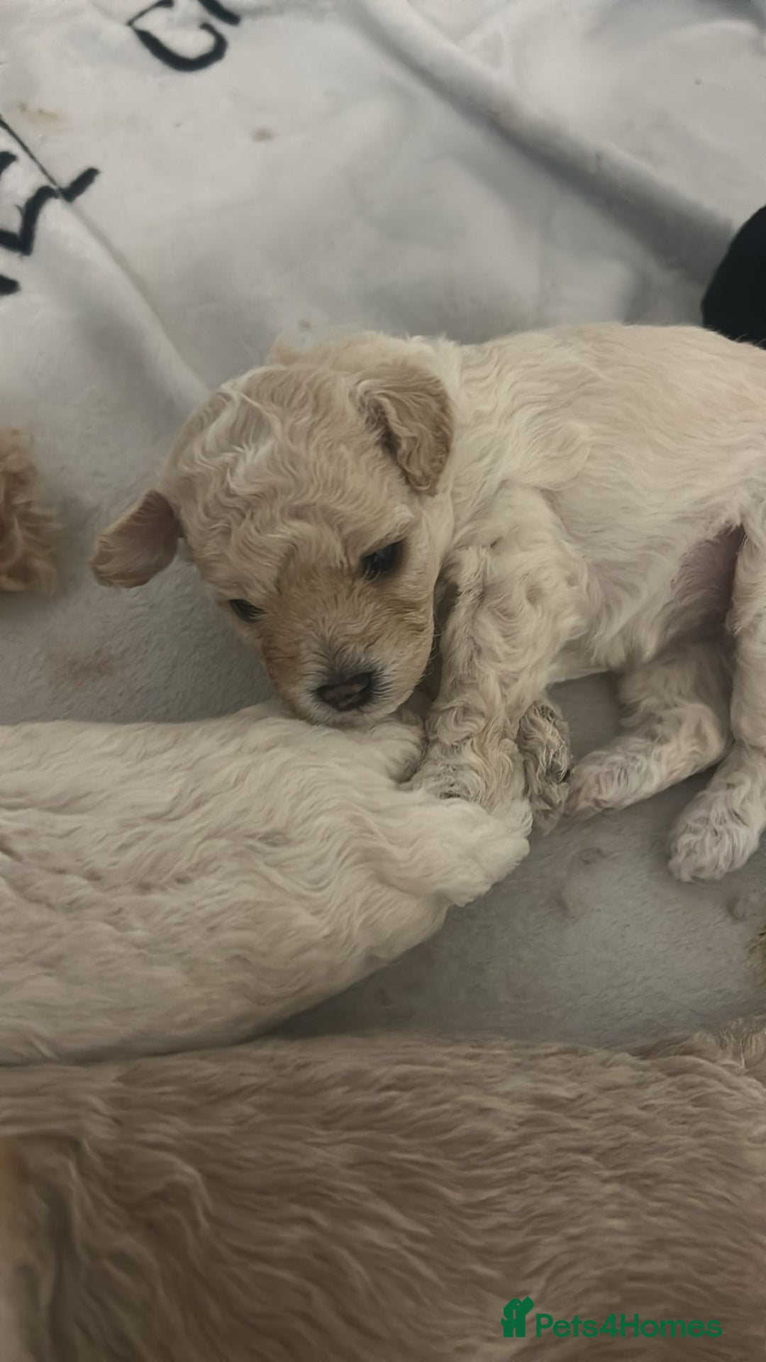 Cavapoochon dogs for sale: 🌟 Ready to leave 23rd Dec F1b cavapoochon puppies - Advert 15