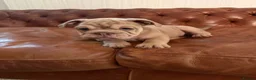 Olde English Bulldogge dogs for sale: Olde English Bulldogge  - Advert 2