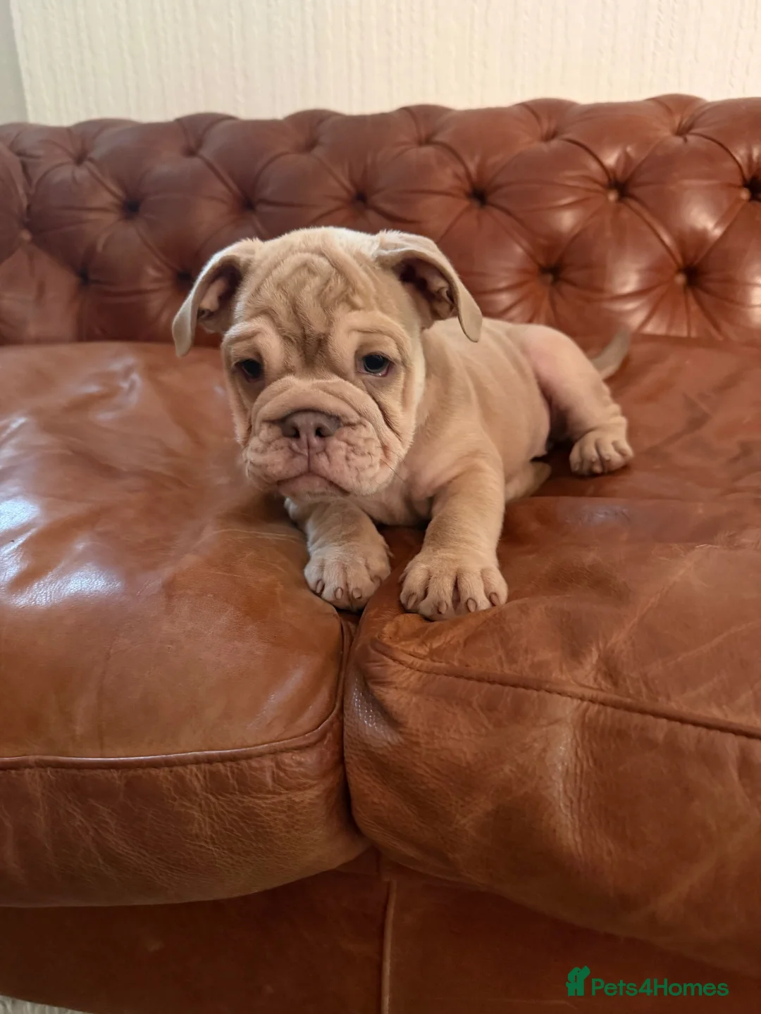 Olde English Bulldogge dogs for sale: Olde English Bulldogge  - Advert 2