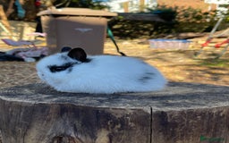 Netherland Dwarf rabbits for sale: Real Netherland Dwarf High Quality Babies  - Image 2