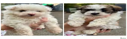 Pomapoo dogs for sale: *Ready to leave Pomapoo last boy * - Advert 4