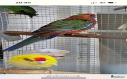 Parrots birds for sale: LOOK! BIRDS/PARAKEETS/PARROTS AVAILABLE  - Image 15