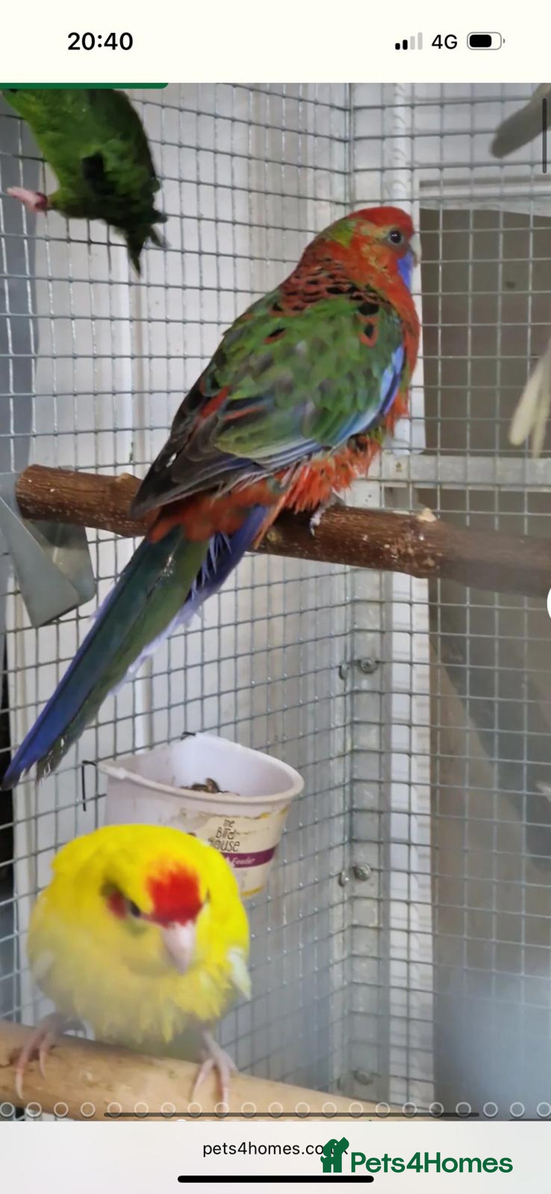 Parrots birds for sale: LOOK! BIRDS/PARAKEETS/PARROTS AVAILABLE  - Image 15