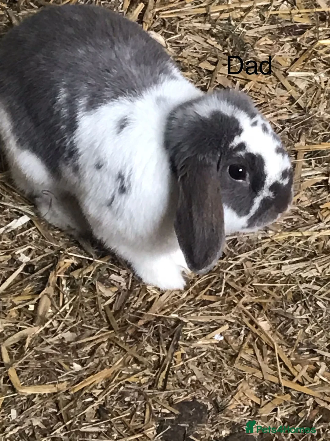 Mini Lop rabbits for sale: Beautiful PureBred MiniLops Ready To Leave in Horley - Advert 6