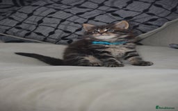 Maine Coon cats for sale: Maine Coon kittens World Champion bloodline ❤️ - Image 3