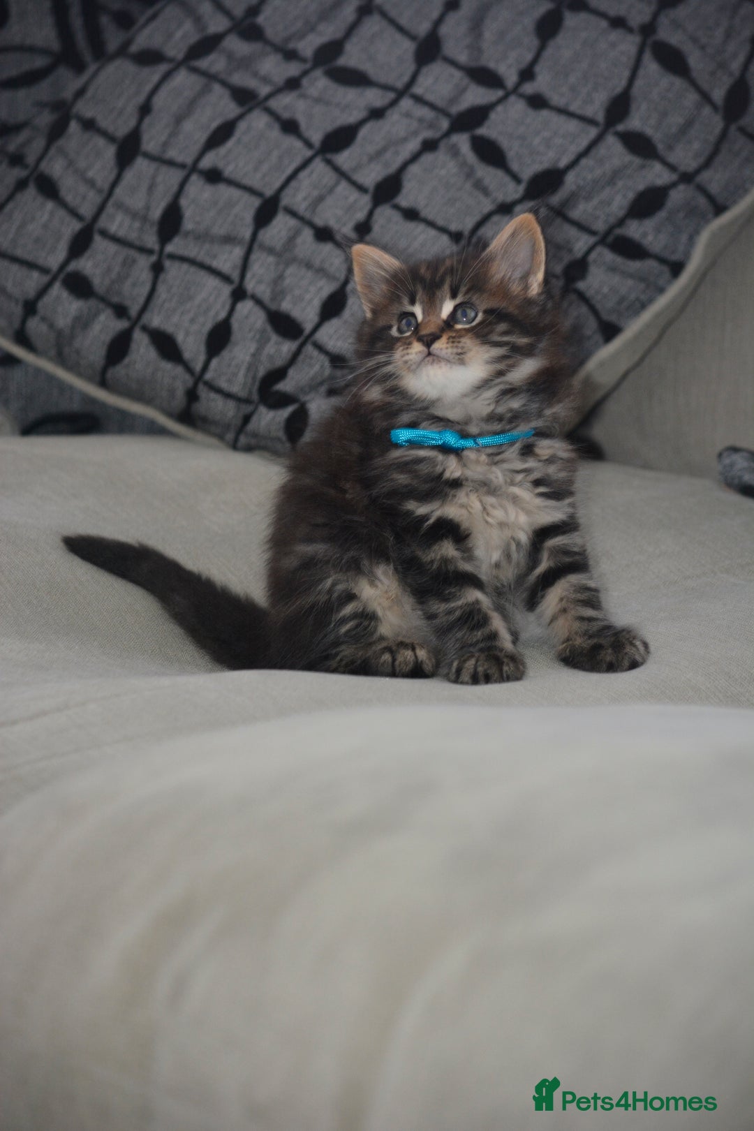 Maine Coon cats for sale: Maine Coon kittens World Champion bloodline ❤️ - Image 3