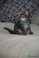 Maine Coon cats - Advert 8