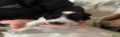 Puppy 4