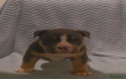 American Bully dogs for sale: 🏡Ready to leave 2 weeks 🔥🦍AMERICAN BULLIES🔥🦍 - Image 18