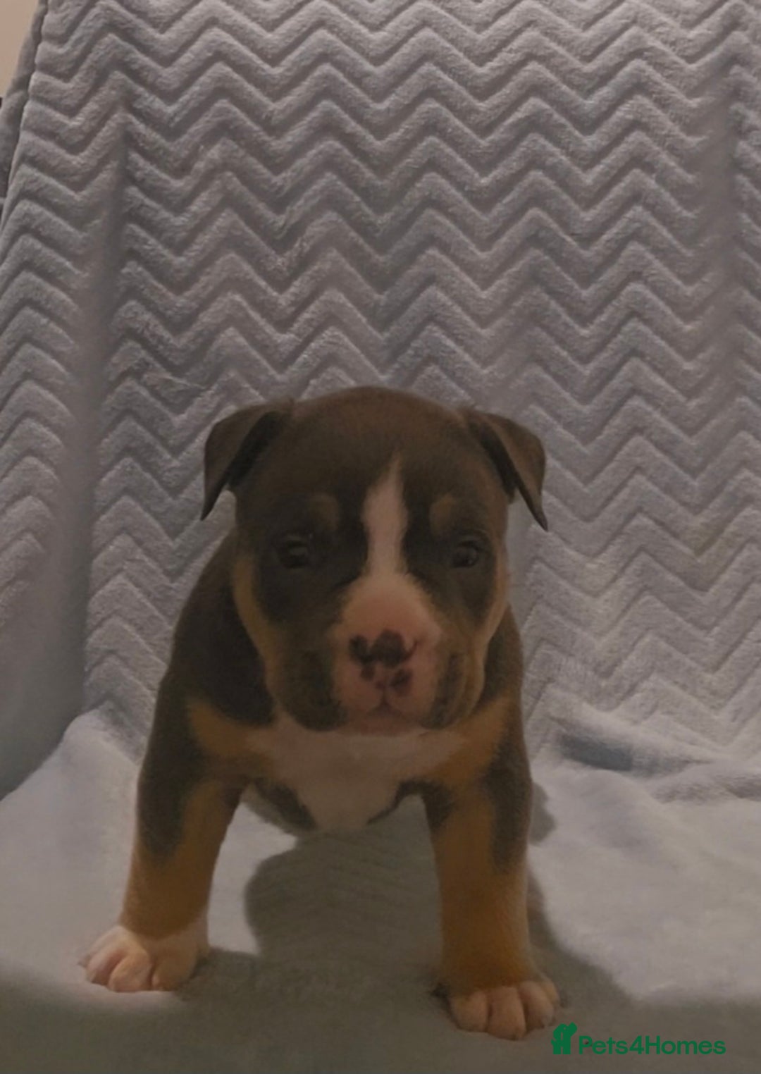 American Bully dogs for sale: 🏡Ready to leave 2 weeks 🔥🦍AMERICAN BULLIES🔥🦍 - Image 18