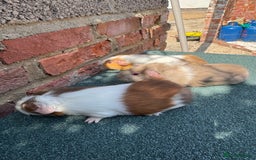 Guinea Pig rodents for sale: Guinea Pigs  - Image 15