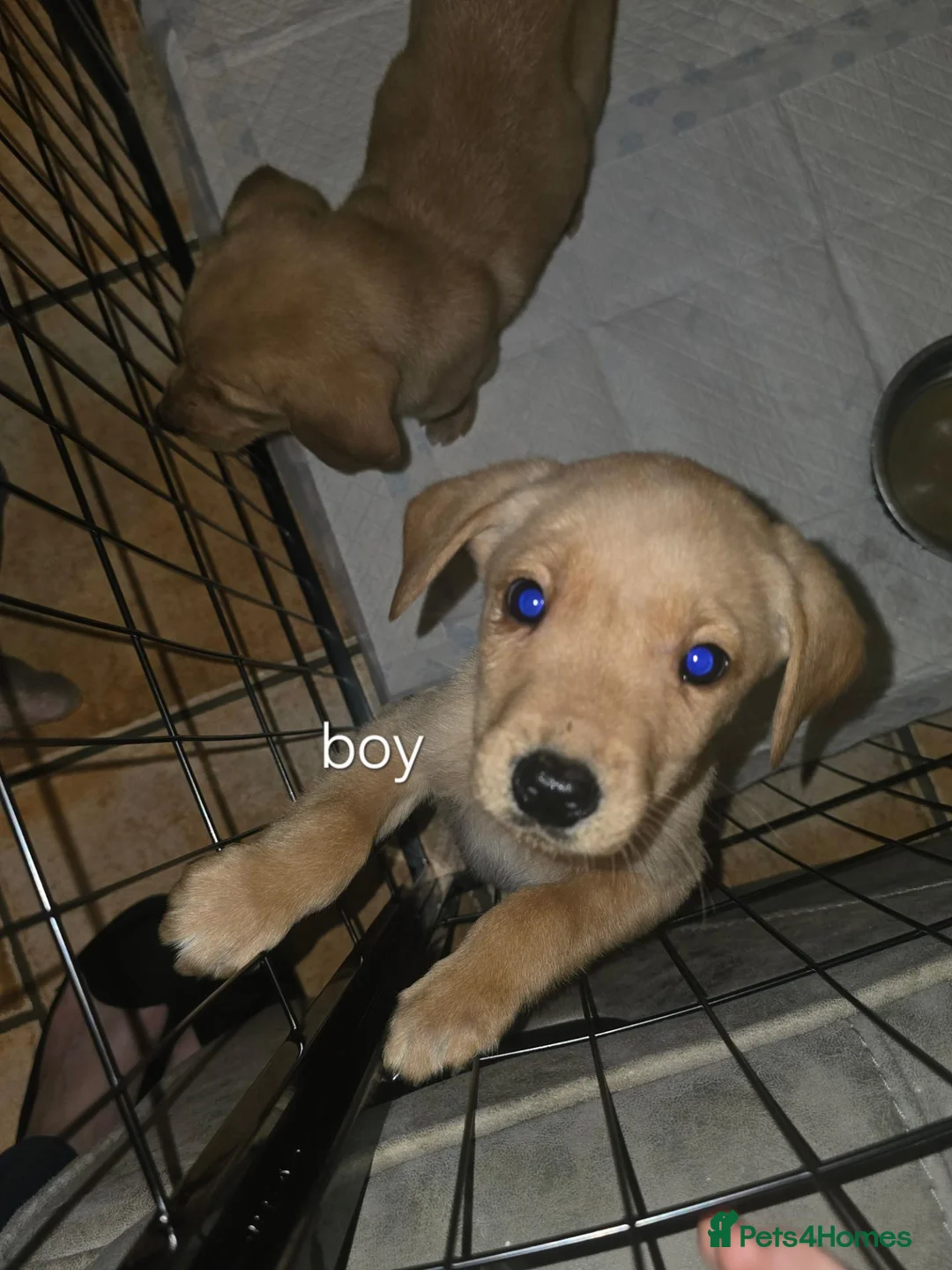 Labrador Retriever dogs for sale: Kc registered labrador pups in Omagh - Advert 9