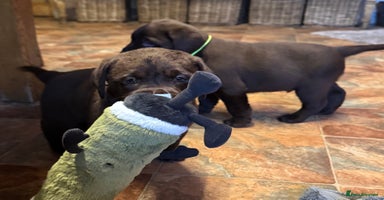 Labrador Retriever dogs - Advert 4