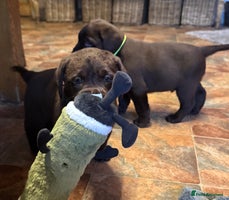 Labrador Retriever dogs - Advert 4