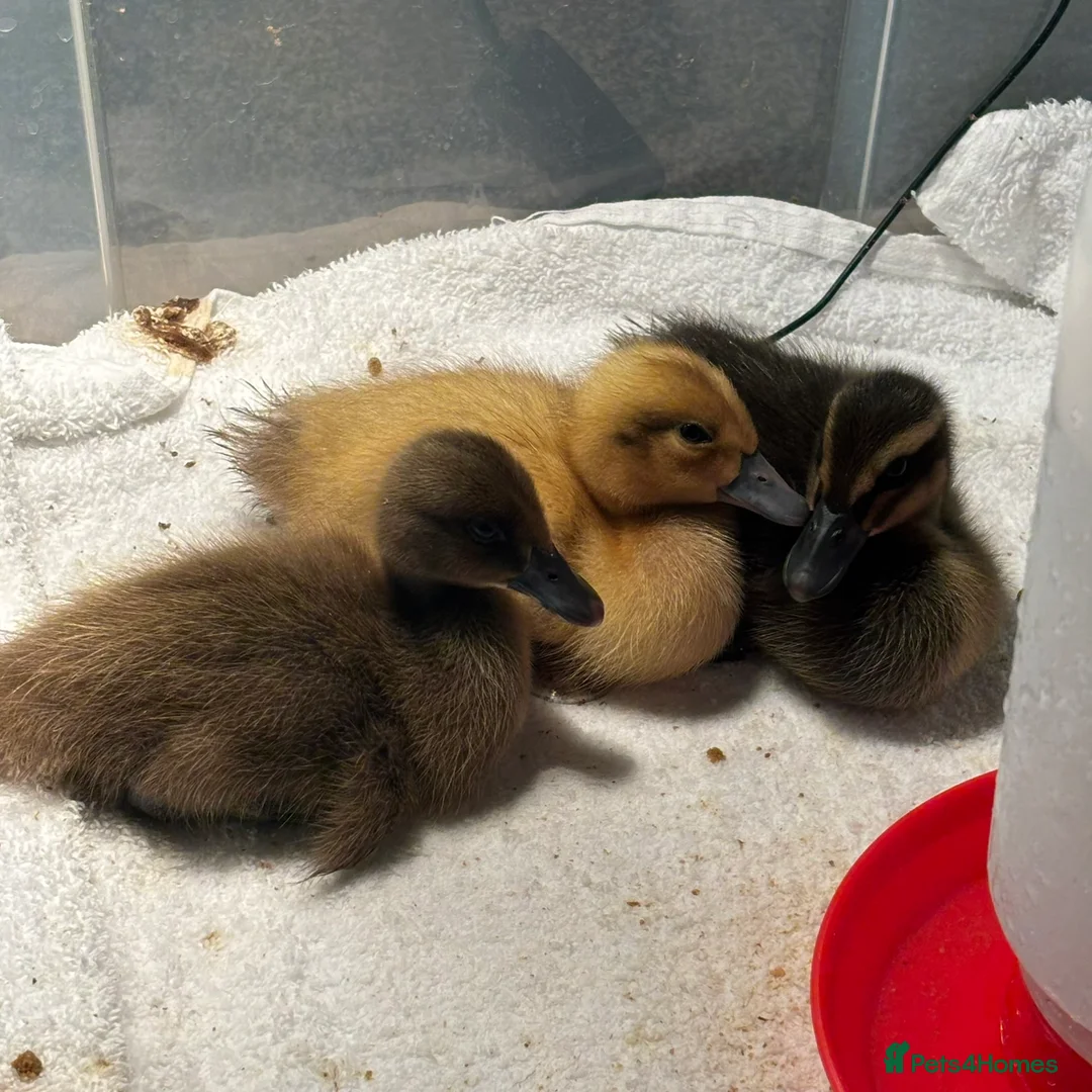 Ducks poultry for sale: Mixed breed ducklings available FREE  - Advert 2