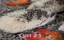Pygmy Hedgehog rodents for sale: Male and female Pygmy hedgehogs ready to reserve - Image 19