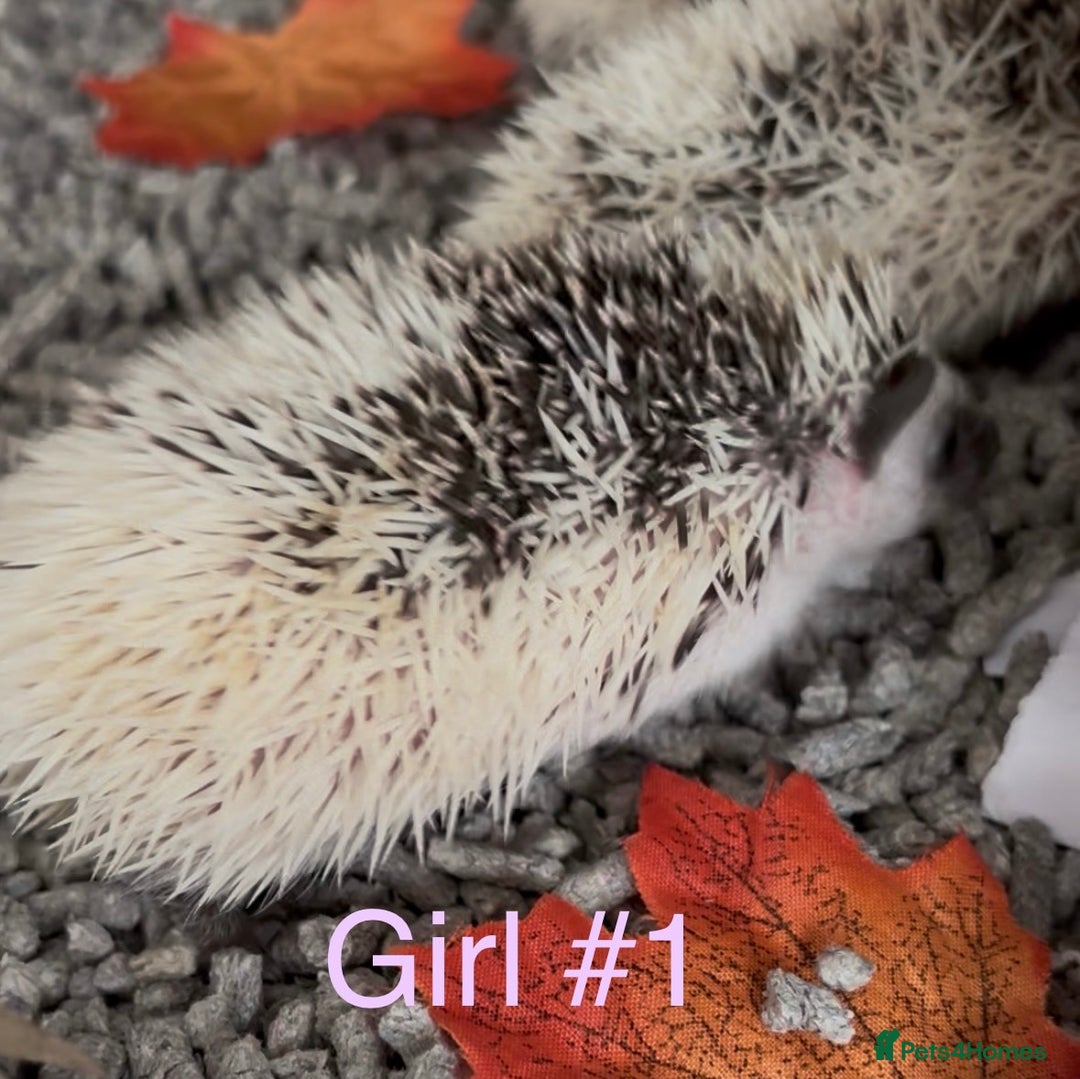 Pygmy Hedgehog rodents for sale: Male and female Pygmy hedgehogs ready to reserve - Image 19