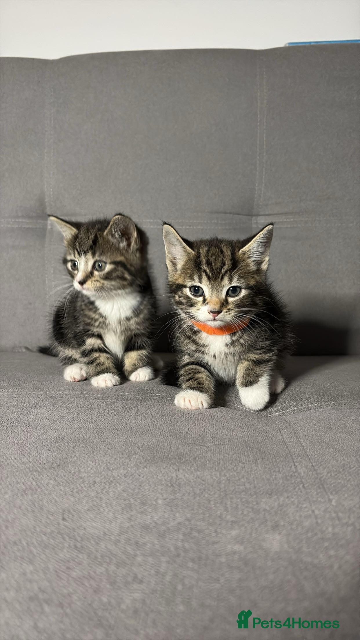 Mixed Breed cats X2 Beautiful kittens - Ready for rehoming in Dagenham - Advert 2