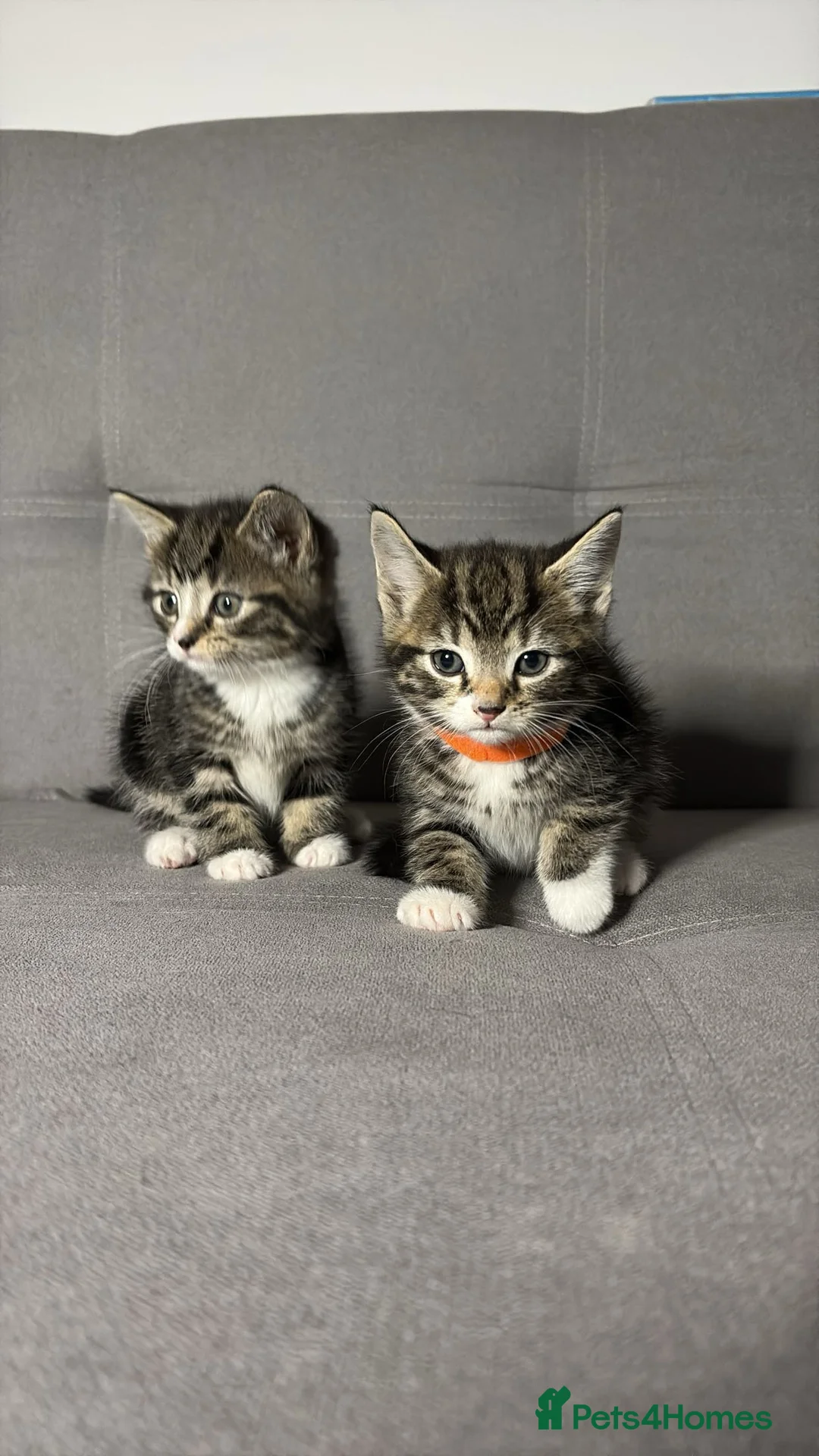 Mixed Breed cats for sale: X2 Beautiful kittens - Ready for rehoming in Dagenham - Advert 1