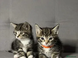 Mixed Breed cats X2 Beautiful kittens - Ready for rehoming in Dagenham - Advert 1