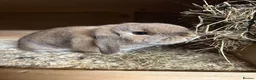 Mini Lop rabbits for sale: 2 Lovely Mini Lops  in Bury Saint Edmunds - Advert 3