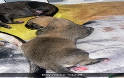 Mixed Breed dogs for sale: Stunning saluki greyhound puppies.  - Advert 10