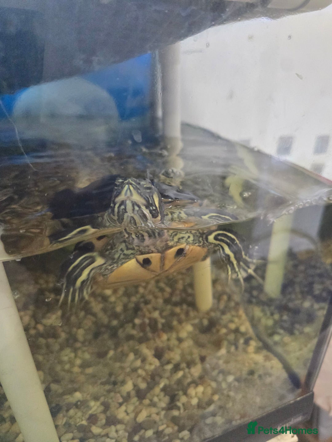 Turtle reptiles for sale: 3x Yellow slider turtles - Image 15