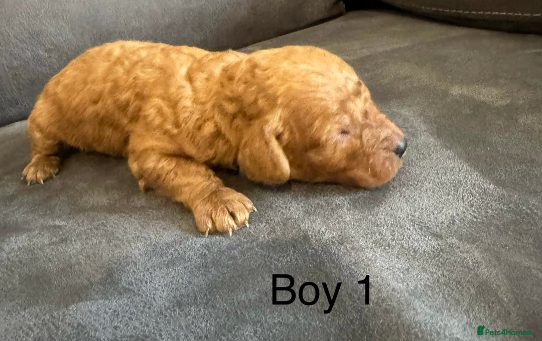 Miniature Poodle dogs for sale: Stunning miniature poodles available - Image 6