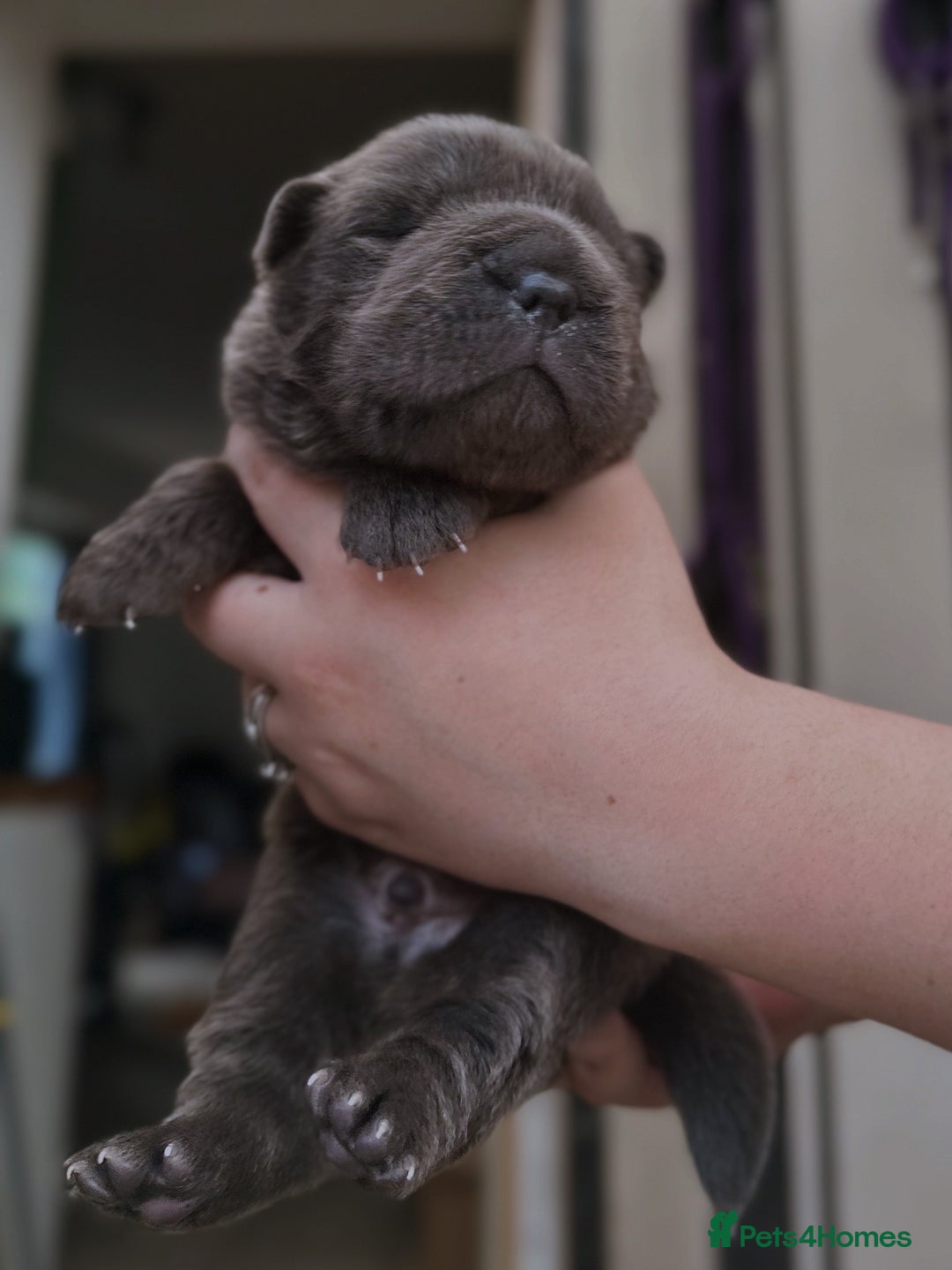 Shar Pei dogs for sale: REDUCED*READYNOW Beautiful bear/brush shar peis  - Image 19