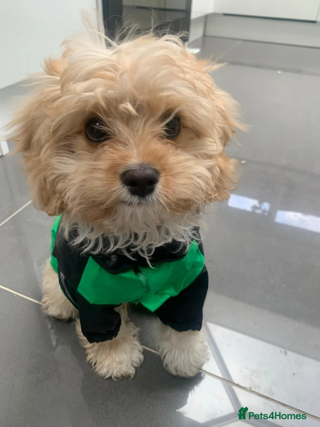 Cavapoo dogs for sale: F1B Cavapoo Puppies for Sale - Advert 18